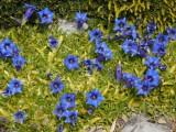 Den Enzian habe ich vor ca. 9 Jahren in den Berggarten gesetzt. Mittlerweile hat er sich recht ausgebreitet. Ab und zu muss man das Spitzgras entfernen und im Sommer öfters giessen.